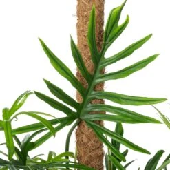 Philodendron Op Mosstok (Philodendron Elegans 'Trixi') D 24 H 120 Cm -Groene Bloom Winkel 8720196799657 2