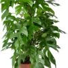 Gatenplant Op Duurzame Klimstok (Monstera Minima) D 19 H 70 Cm -Groene Bloom Winkel 8720196799794