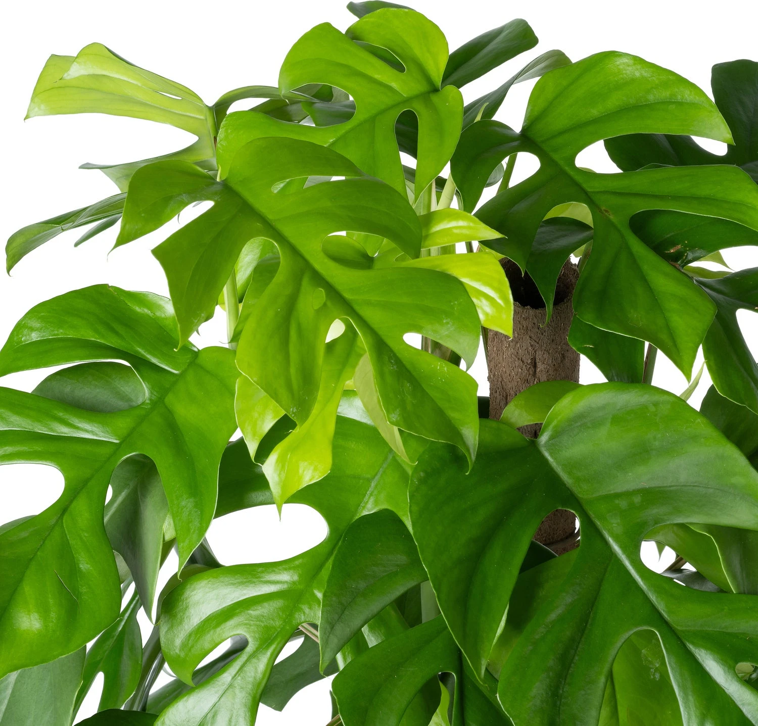 Gatenplant Op Duurzame Klimstok (Monstera Minima) D 19 H 70 Cm 4 Gatenplant Op Duurzame Klimstok (Monstera Minima) D 19 H 70 Cm - Afbeelding 2