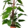 Philodendron Op Duurzame Klimstok (Philodendron 'Red Emerald') D 19 H 70 Cm 1 Philodendron Op Duurzame Klimstok (Philodendron 'Red Emerald') D 19 H 70 Cm -Groene Bloom Winkel 8720196799800