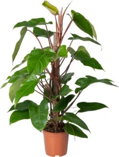 Philodendron Op Duurzame Klimstok (Philodendron 'Red Emerald') D 19 H 70 Cm