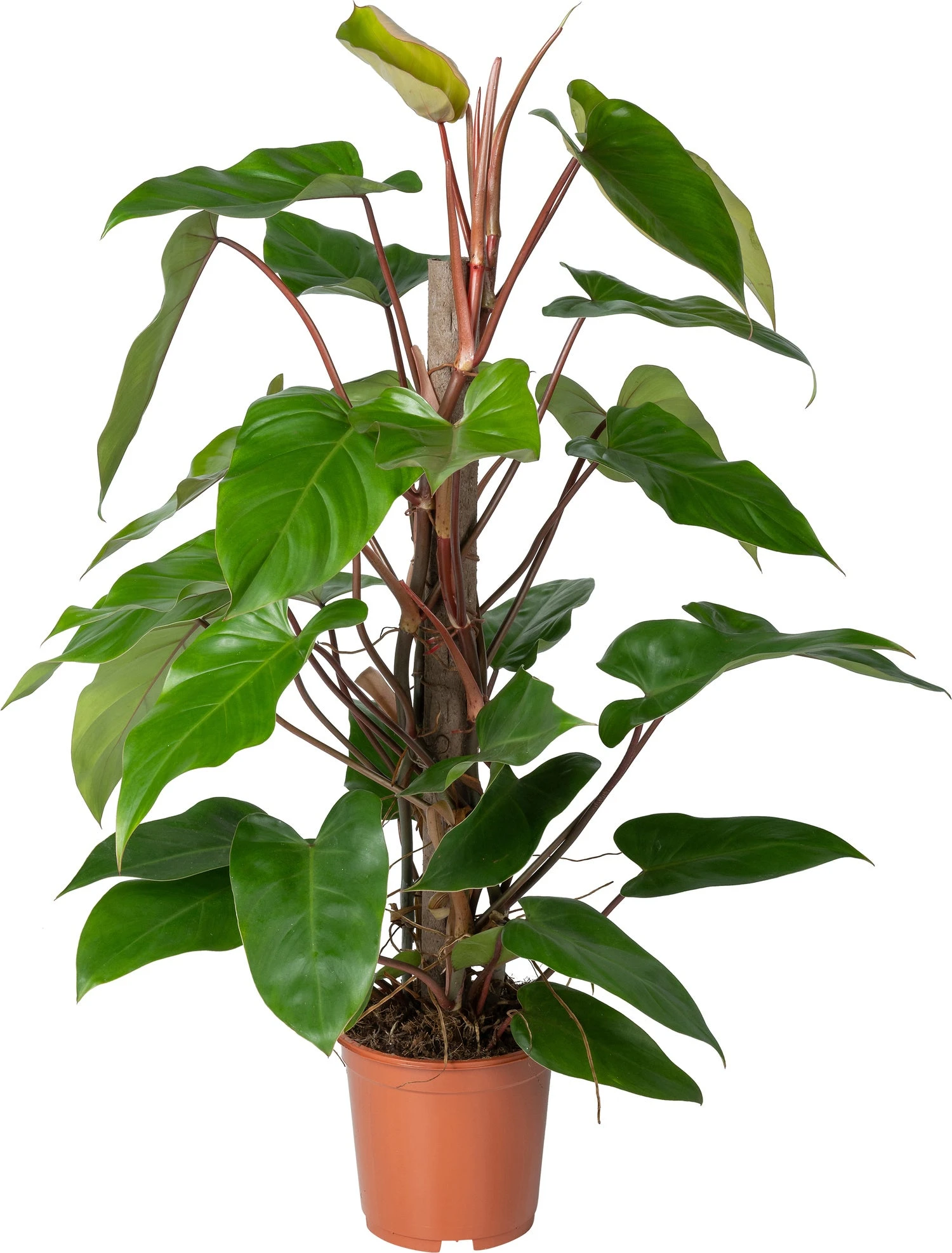 Philodendron Op Duurzame Klimstok (Philodendron 'Red Emerald') D 19 H 70 Cm 3 Philodendron Op Duurzame Klimstok (Philodendron 'Red Emerald') D 19 H 70 Cm