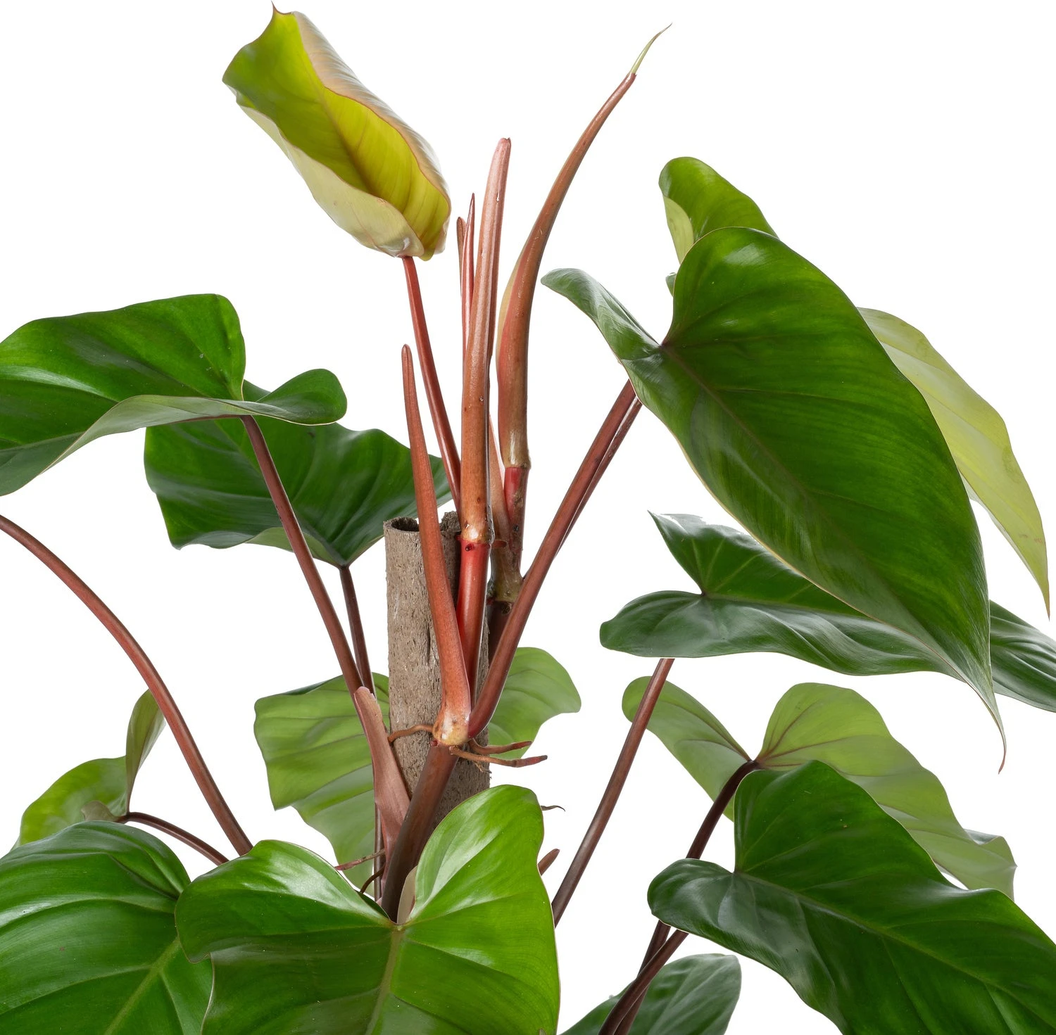 Philodendron Op Duurzame Klimstok (Philodendron 'Red Emerald') D 19 H 70 Cm 4 Philodendron Op Duurzame Klimstok (Philodendron 'Red Emerald') D 19 H 70 Cm - Afbeelding 2