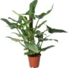 Philodendron Op Duurzame Klimstok (Philodendron 'Silver Queen') D 19 H 70 Cm 2 Philodendron Op Duurzame Klimstok (Philodendron 'Silver Queen') D 19 H 70 Cm -Groene Bloom Winkel 8720196799817