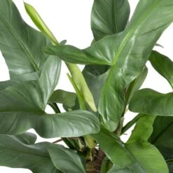 Philodendron Op Duurzame Klimstok (Philodendron 'Silver Queen') D 19 H 70 Cm 5 Philodendron Op Duurzame Klimstok (Philodendron 'Silver Queen') D 19 H 70 Cm -Groene Bloom Winkel 8720196799817 2