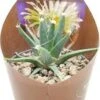 Agave-cactus (Leuchtenbergia Principis) D 6,5 H 8 Cm 2 Agave-cactus (Leuchtenbergia Principis) D 6,5 H 8 Cm -Groene Bloom Winkel 8720196800612