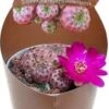 Cluster Cactus (Sulcorebutia Rauschii Violacidermis) D 6,5 H 8 Cm 2 Cluster Cactus (Sulcorebutia Rauschii Violacidermis) D 6,5 H 8 Cm -Groene Bloom Winkel 8720196800735