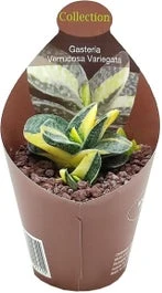Ossentong (Gasteria Verrucosa 'Variegata') D 6,5 H 8 Cm