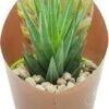 Haworthia (Haworthia Glauca) D 6,5 H 8 Cm 2 Haworthia (Haworthia Glauca) D 6,5 H 8 Cm -Groene Bloom Winkel 8720196800834