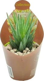 Haworthia (Haworthia Glauca) D 6,5 H 8 Cm