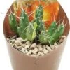 Andes-cactus (Maihueniopsis Molfino) D 6,5 H 8 Cm 2 Andes-cactus (Maihueniopsis Molfino) D 6,5 H 8 Cm -Groene Bloom Winkel 8720196800872