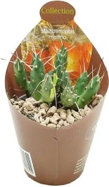 Andes-cactus (Maihueniopsis Molfino) D 6,5 H 8 Cm