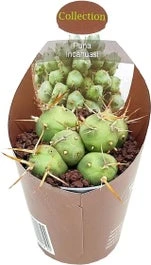 Puna-cactus (Puna Incahuasi) D 6,5 H 8 Cm