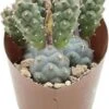Argentijnse Cactus (Tephrocactus Inermis) D 6,5 H 8 Cm 1 Argentijnse Cactus (Tephrocactus Inermis) D 6,5 H 8 Cm -Groene Bloom Winkel 8720196800919