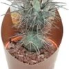 Argentijnse Cactus (Tephrocactus Alexanderi) D 6,5 H 8 Cm 1 Argentijnse Cactus (Tephrocactus Alexanderi) D 6,5 H 8 Cm -Groene Bloom Winkel 8720196800933