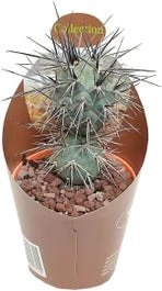 Argentijnse Cactus (Tephrocactus Alexanderi) D 6,5 H 8 Cm