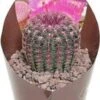 Regenboogcactus (Echinocereus Rubrispinus) D 6,5 H 8 Cm -Groene Bloom Winkel 8720196800995