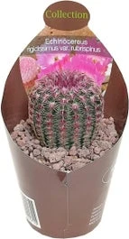 Regenboogcactus (Echinocereus Rubrispinus) D 6,5 H 8 Cm
