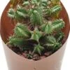 Euphorbia (Euphorbia Horrida Monstruosa) D 6,5 H 8 Cm 2 Euphorbia (Euphorbia Horrida Monstruosa) D 6,5 H 8 Cm -Groene Bloom Winkel 8720196801015