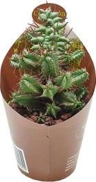 Euphorbia (Euphorbia Horrida Monstruosa) D 6,5 H 8 Cm