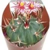 Stenocactus (Stenocactus Coptonogonus) D 6,5 H 8 Cm 1 Stenocactus (Stenocactus Coptonogonus) D 6,5 H 8 Cm -Groene Bloom Winkel 8720196801091