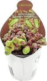 Tepelcactus (Mammillaria Bocasana 'Monstruosa') D 6,5 H 8 Cm