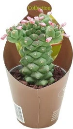 Monadenium (Monadenium Ritchiei) D 6,5 H 8 Cm