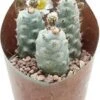 Argentijnse Cactus (Tephrocactus Strobiliformis) D 6,5 H 8 Cm 2 Argentijnse Cactus (Tephrocactus Strobiliformis) D 6,5 H 8 Cm -Groene Bloom Winkel 8720196801152