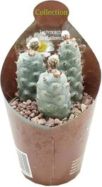 Argentijnse Cactus (Tephrocactus Strobiliformis) D 6,5 H 8 Cm