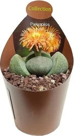 Gespleten Rots (Pleiospilos Nelii) D 6,5 H 8 Cm