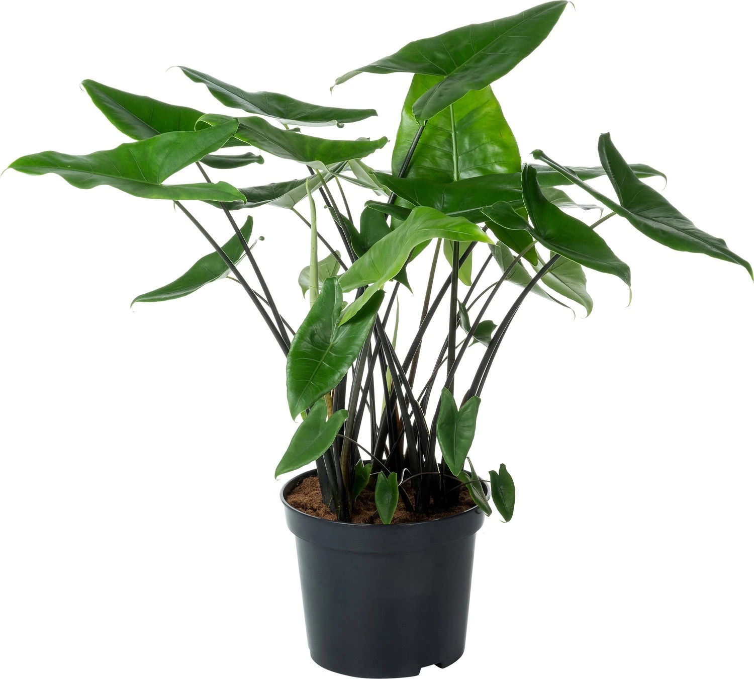 Olifantsoor (Alocasia 'Black Zebrina') D 40 H 100 Cm 3 Olifantsoor (Alocasia 'Black Zebrina') D 40 H 100 Cm