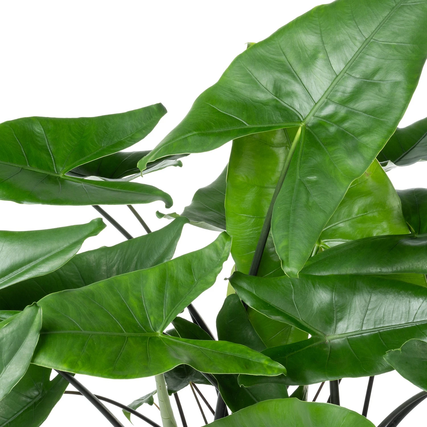 Olifantsoor (Alocasia 'Black Zebrina') D 40 H 100 Cm 4 Olifantsoor (Alocasia 'Black Zebrina') D 40 H 100 Cm - Afbeelding 2