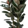 Rubberboom (Ficus Elastica 'Abidjan') D 30 H 120 Cm -Groene Bloom Winkel 8720196803798 0