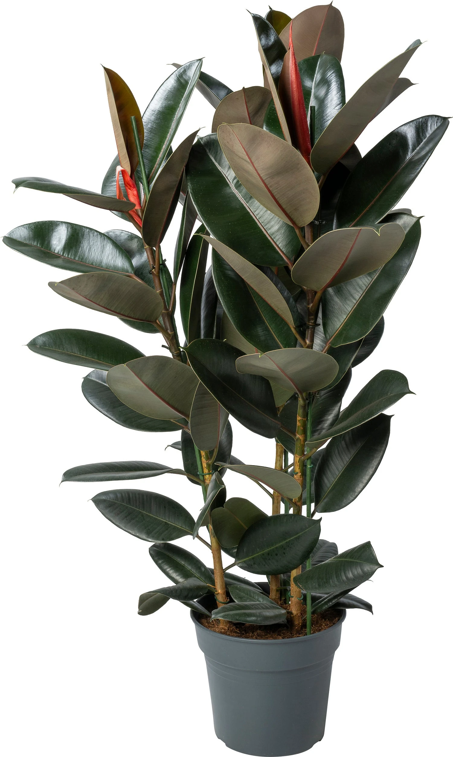 Rubberboom (Ficus Elastica 'Abidjan') D 30 H 120 Cm 3 Rubberboom (Ficus Elastica 'Abidjan') D 30 H 120 Cm