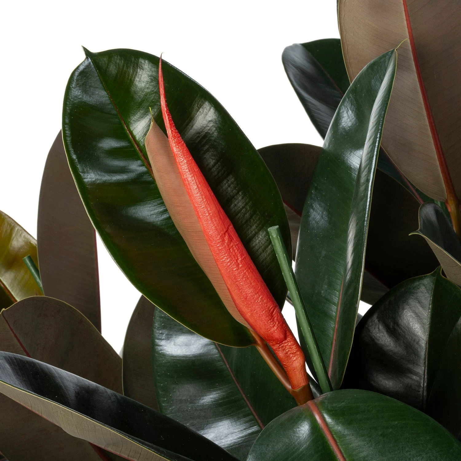 Rubberboom (Ficus Elastica 'Abidjan') D 30 H 120 Cm 4 Rubberboom (Ficus Elastica 'Abidjan') D 30 H 120 Cm - Afbeelding 2