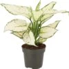 Aglaonema (Aglaonema 'White Joy') D 12 H 35 Cm 1 Aglaonema (Aglaonema 'White Joy') D 12 H 35 Cm -Groene Bloom Winkel 8720196805617 0