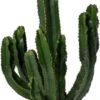 Cowboy-cactus (Euphorbia Ingens Canarias) D 30 H 70 Cm -Groene Bloom Winkel 8720196805815 0