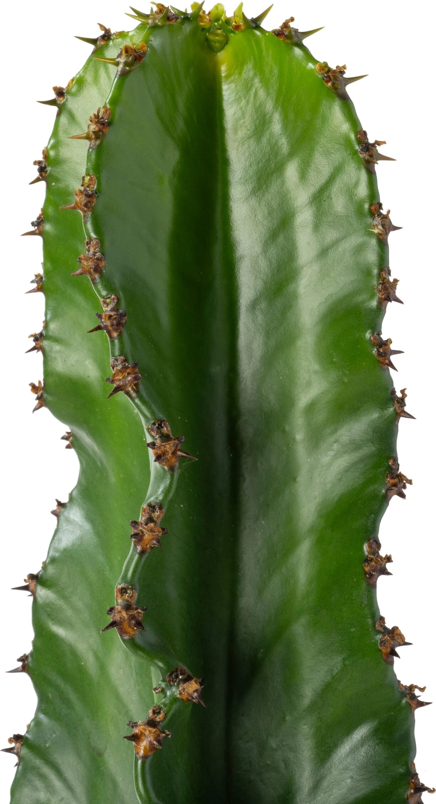 Cowboy-cactus (Euphorbia Ingens Canarias) D 30 H 70 Cm 4 Cowboy-cactus (Euphorbia Ingens Canarias) D 30 H 70 Cm - Afbeelding 2