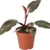 Philodendron (Philodendron 'Pink Princess') D 12 H 40 Cm 1 Philodendron (Philodendron 'Pink Princess') D 12 H 40 Cm -Groene Bloom Winkel 8720196810697 0