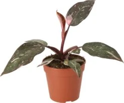 Philodendron (Philodendron 'Pink Princess') D 12 H 40 Cm