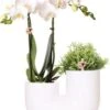 Intratuin Arrangement Tube Vlinderorchidee (Phalaenopsis) Wit 18 X 12 X 40 Cm -Groene Bloom Winkel 8720196815913