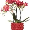 Intratuin Arrangement Vlinderorchidee (Phalaenopsis) In Bessenpot Rood D 9 H 40 Cm -Groene Bloom Winkel 8720196816033