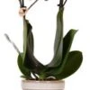 Intratuin Arrangement Vlinderorchidee (Phalaenopsis) In Pot Wit D 9 H 40 Cm 1 Intratuin Arrangement Vlinderorchidee (Phalaenopsis) In Pot Wit D 9 H 40 Cm -Groene Bloom Winkel 8720196816118