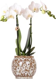 Intratuin Arrangement Safari Vlinderorchidee (Phalaenopsis) In Pot D 9 H 40 Cm