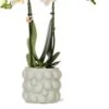 Intratuin Arrangement Vlinderorchidee (Phalaenopsis) In Fruitpot D 9 H 40 Cm 1 Intratuin Arrangement Vlinderorchidee (Phalaenopsis) In Fruitpot D 9 H 40 Cm -Groene Bloom Winkel 8720196816279