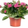Kalanchoë (Kalanchoë 'Queen') Paars D 14 H 26 Cm 1 Kalanchoë (Kalanchoë 'Queen') Paars D 14 H 26 Cm -Groene Bloom Winkel 8720196854882 0