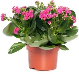 Kalanchoë (Kalanchoë 'Queen') Paars D 14 H 26 Cm 3 Kalanchoë (Kalanchoë 'Queen') Paars D 14 H 26 Cm