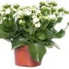 Kalanchoë (Kalanchoe 'Queen') Wit D 14 H 26 Cm 1 Kalanchoë (Kalanchoe 'Queen') Wit D 14 H 26 Cm -Groene Bloom Winkel 8720196854905 0