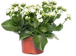 Kalanchoë (Kalanchoe 'Queen') Wit D 14 H 26 Cm 3 Kalanchoë (Kalanchoe 'Queen') Wit D 14 H 26 Cm
