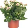 Kalanchoë (Kalanchoe 'Queen') Licht Roze D 14 H 26 Cm 2 Kalanchoë (Kalanchoe 'Queen') Licht Roze D 14 H 26 Cm -Groene Bloom Winkel 8720196854929 0